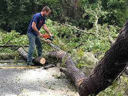 Best Fruit Tree Pruning  in Lake Sherwood, CA