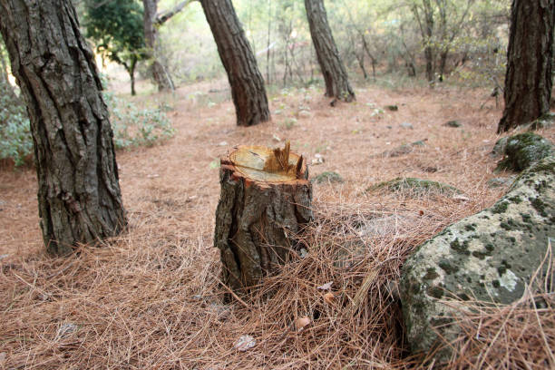 Best Utility Line Clearance  in Lake Sherwood, CA