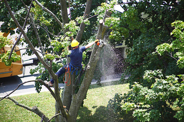 Best Tree Cabling and Bracing  in Lake Sherwood, CA