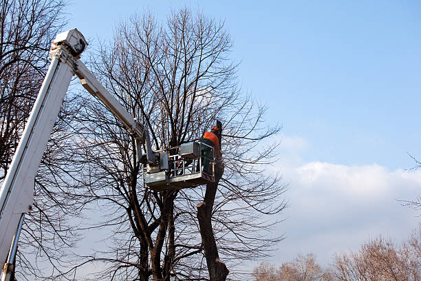 Best Commercial Tree Services  in Lake Sherwood, CA